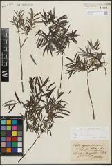 Foto von Salix repens subsp. rosmarinifolia (L.) Andersson